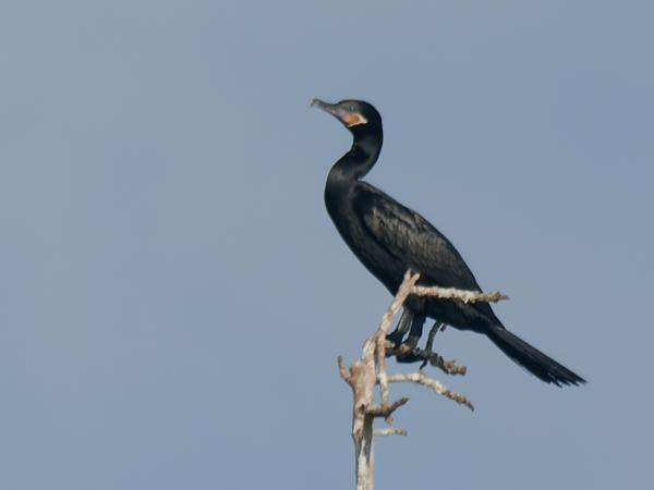 <h3><a href="/trips/costa-rica/biota/animalia/chordata/aves/016 suliformes/003 phalacrocoracidae/phalacrocorax brasilianus/phalacrocorax brasilianus-nl.html">Phalacrocorax&nbsp;brasilianus</a> / Neotropic&nbsp;cormorant / Bigua‑aalscholver</h3>OM-1 Mark II met M.300mm F4.0 + MC-14, 1/2000 sec  bij F5.6, ISO 400